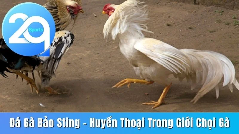 Đá gà Bảo Sting