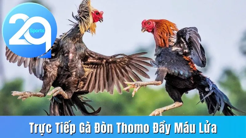trực tiếp gà đòn thomo