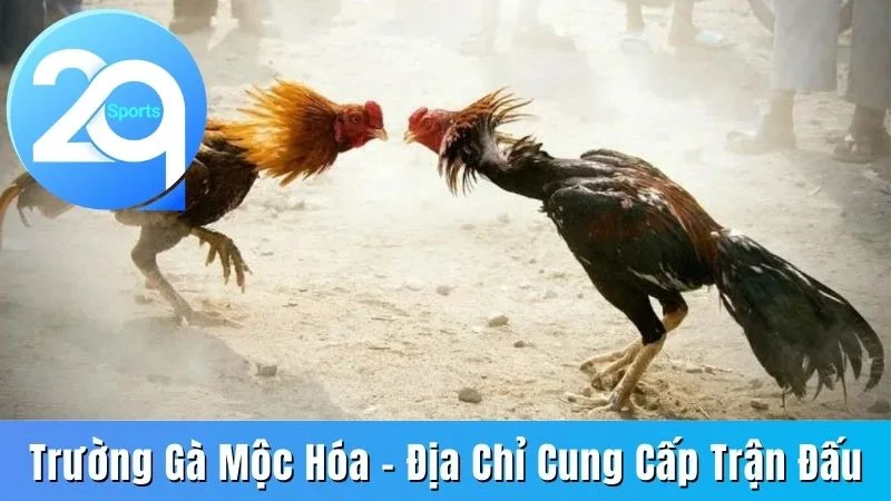 Trường gà Mộc Hóa