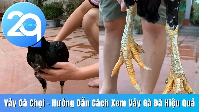 Vảy gà chọi